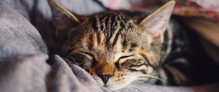 endormir un chat la nuit
